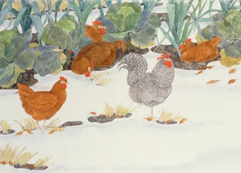 Poules dans le Potager